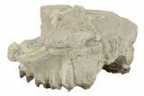 Bargain, Fossil Oreodont (Merycoidodon) Skull - South Dakota #269891-1